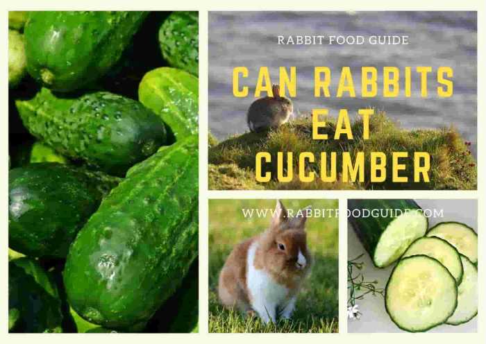 Can Rabbit Eat Cucumber? terbaru