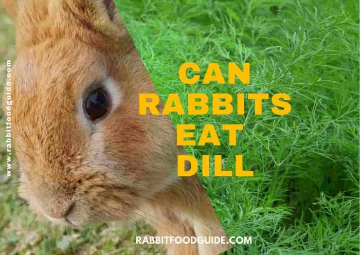 Can Rabbits Eat Dill?