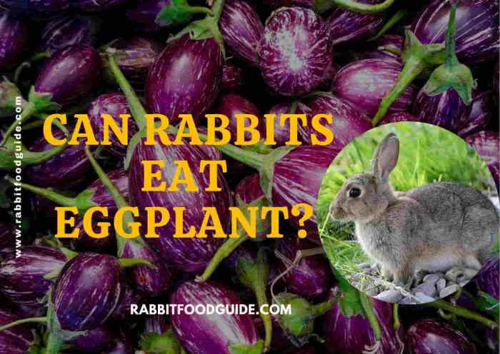 Can Rabbits Eat Aubergine?