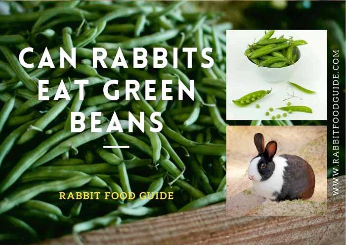 Can A Rabbit Eat Green Beans? terbaru