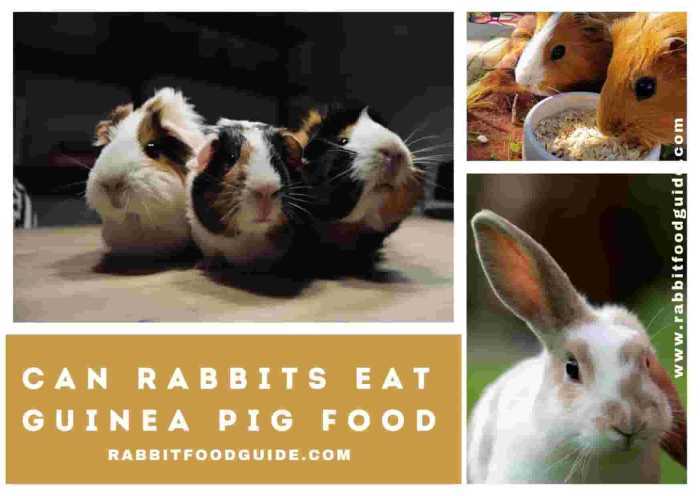 Can Rabbits Eat Guinea Pig Food?