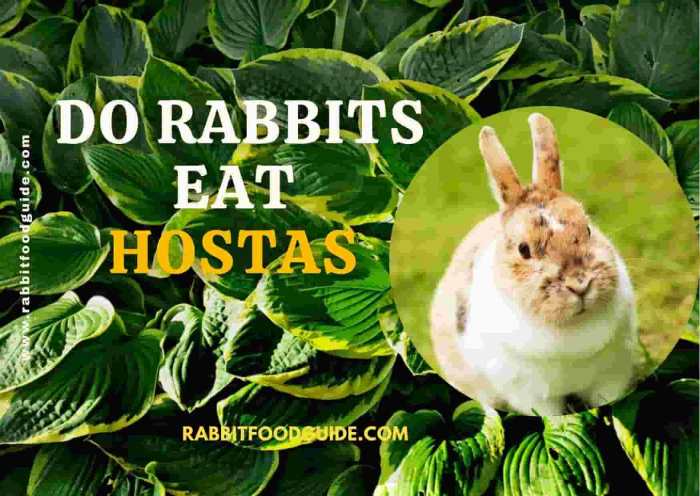 rabbits hostas