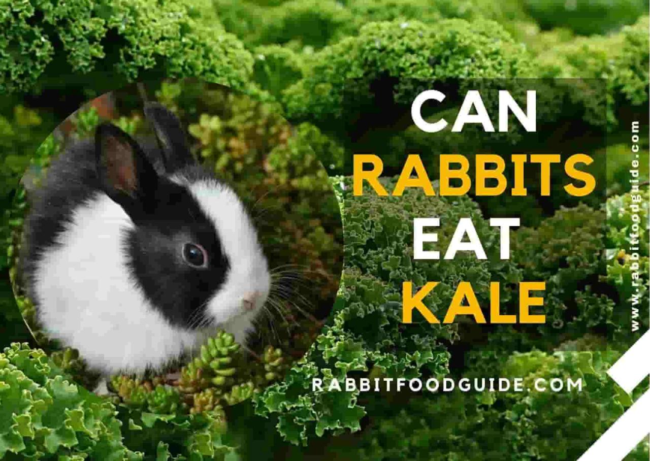 Can Rabbits Have Kale? terbaru