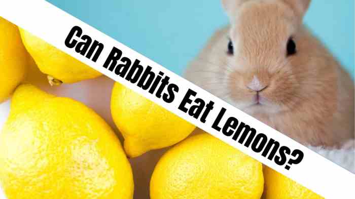 Can Rabbits Eat Lemons? terbaru