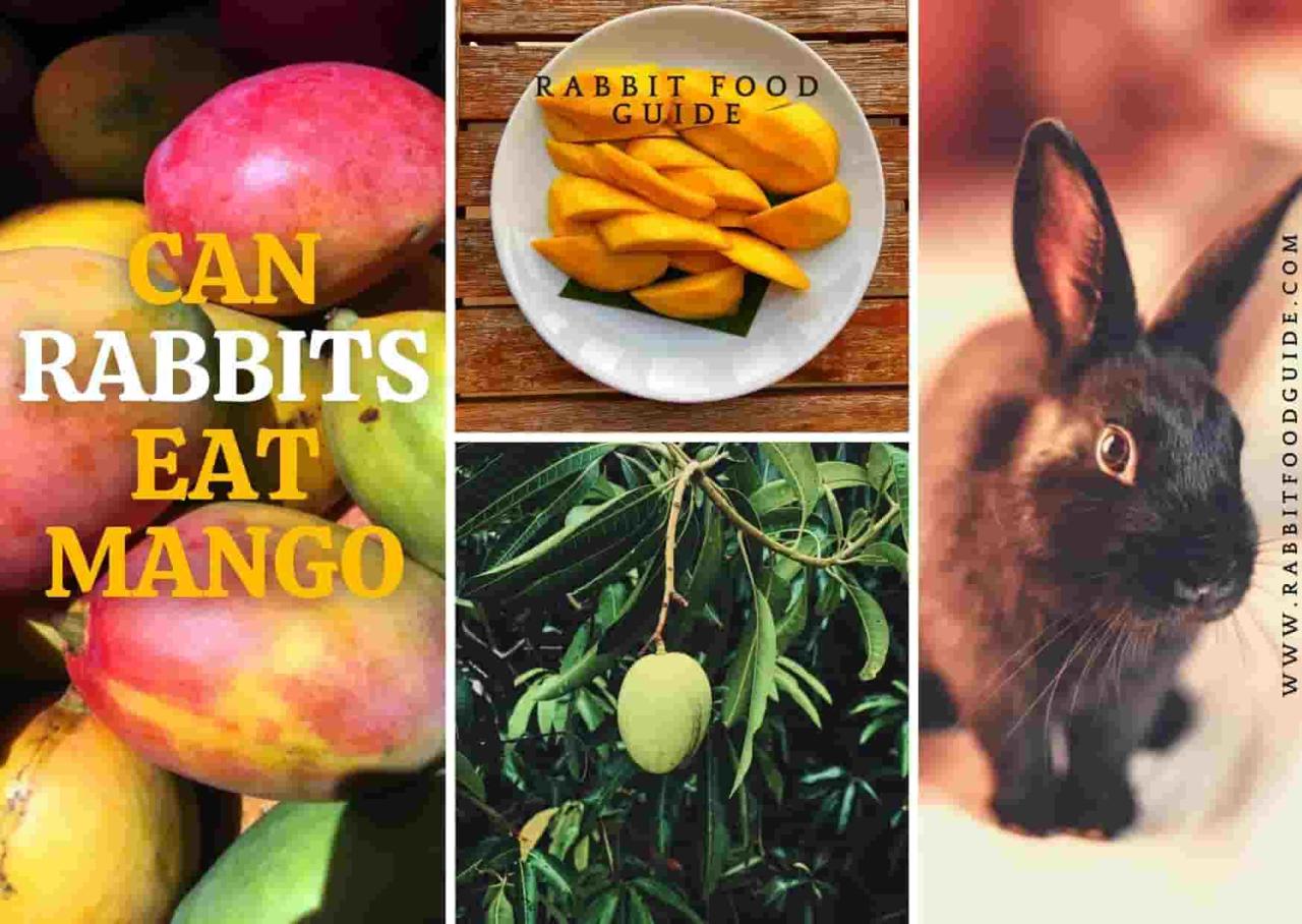 Can Rabbits Eat Mango?