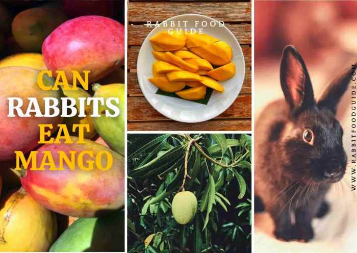 Can Rabbits Have Mango?