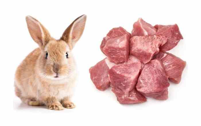 Will Rabbits Eat Meat?