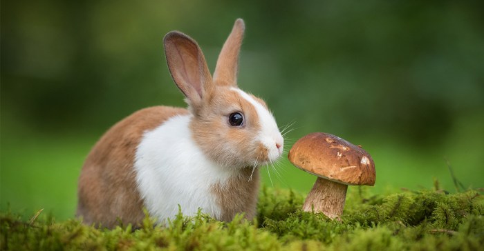 mushrooms eat rabbits pet let find food