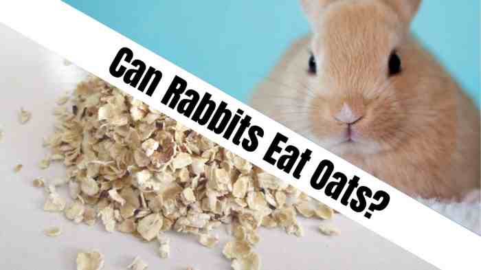 rabbits eat oats