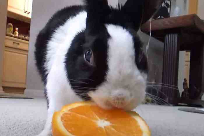 rabbits eat oranges squeaksandnibbles rabbit safely