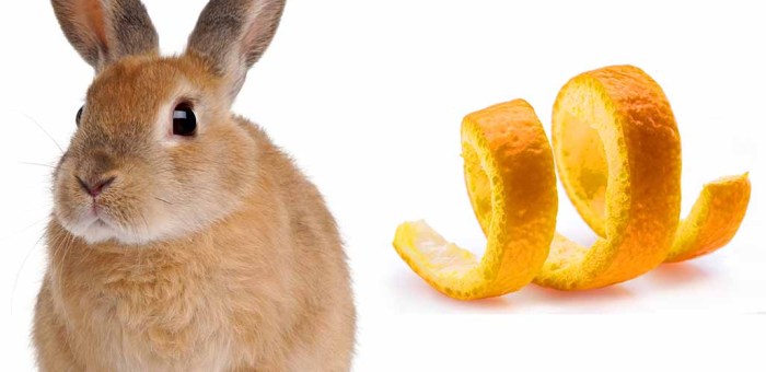 Can Rabbits Eat Oranges Peels? terbaru