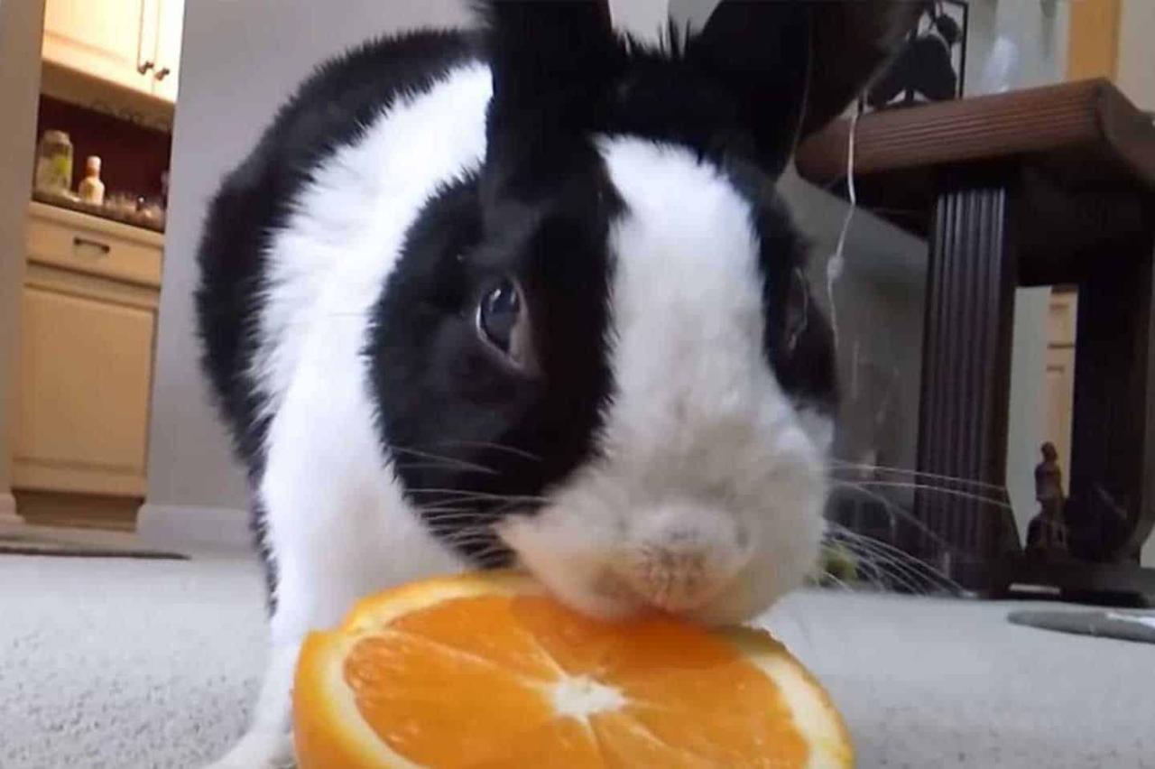 Can Rabbits Eat Oranges?