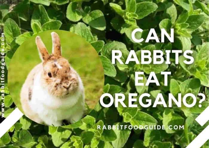 Can Rabbits Eat Oregano?