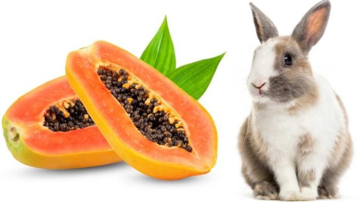 Can Rabbits Eat Papaya? terbaru