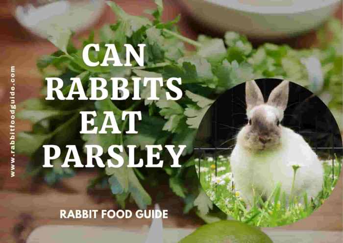 rabbits parsley