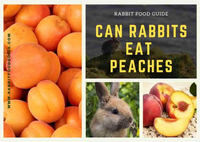 rabbits peaches