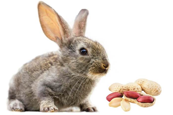 Can Rabbits Eat Peanuts? terbaru