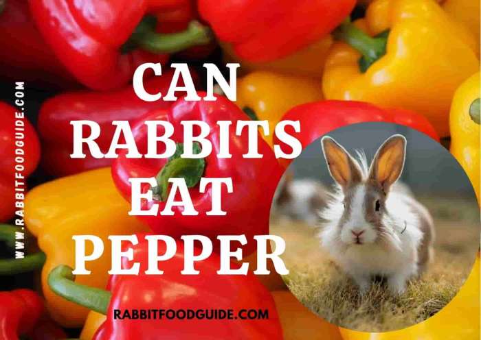 rabbits peppers