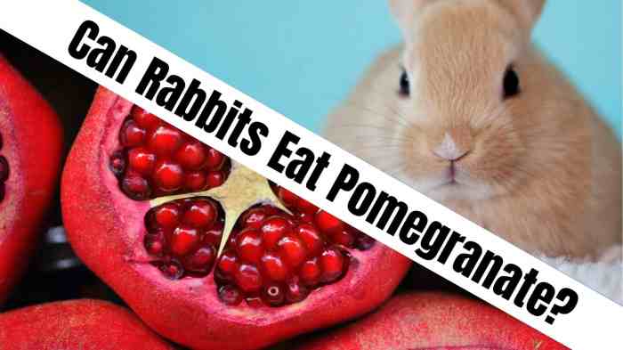 Can Rabbits Eat Pomegranate?