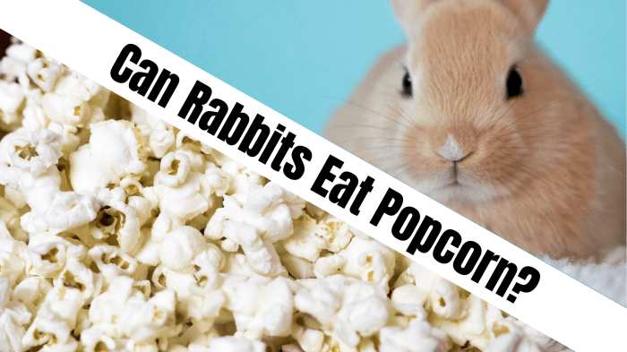 Can Rabbits Have Popcorn?