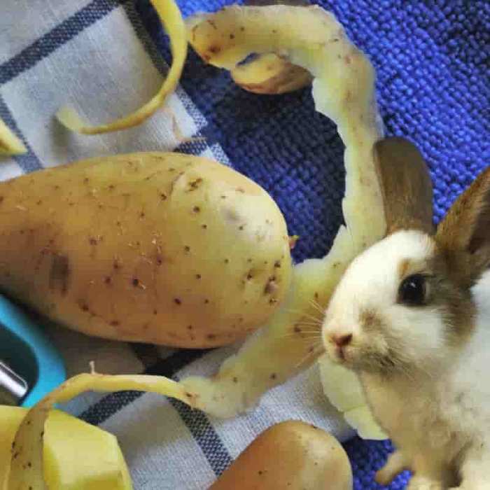 Can Rabbits Eat Potato Peels? terbaru