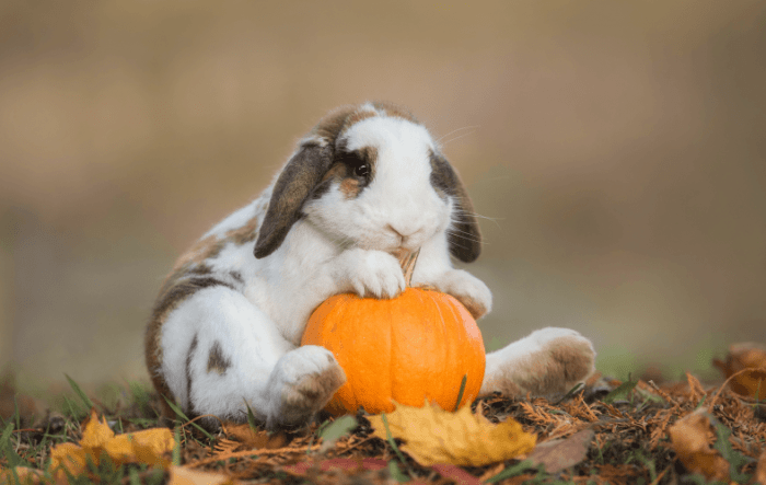 Can Rabbits Eat Pumpkin Seeds? terbaru