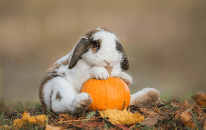 Do Rabbits Eat Pumpkins?