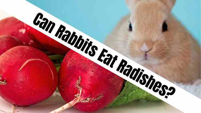 Can Rabbits Eat Radish?