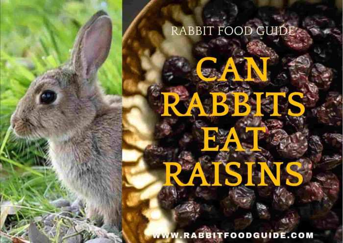 Can Rabbits Have Raisins?