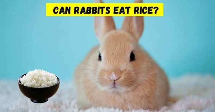 Can Rabbits Eat Rice?