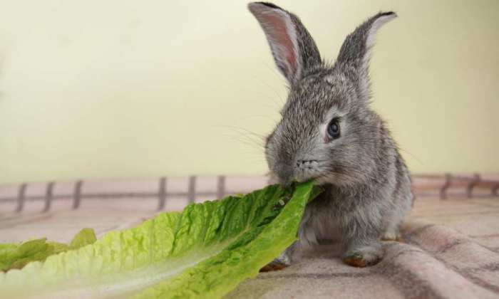 lettuce rabbits romaine feeding