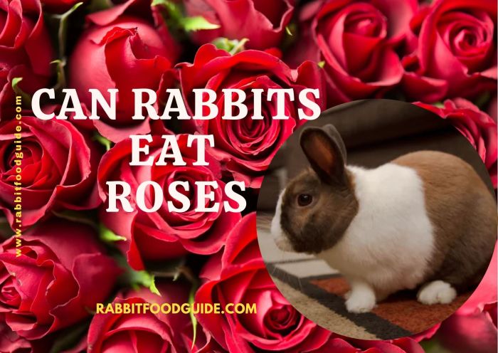 Do Rabbits Eat Roses?