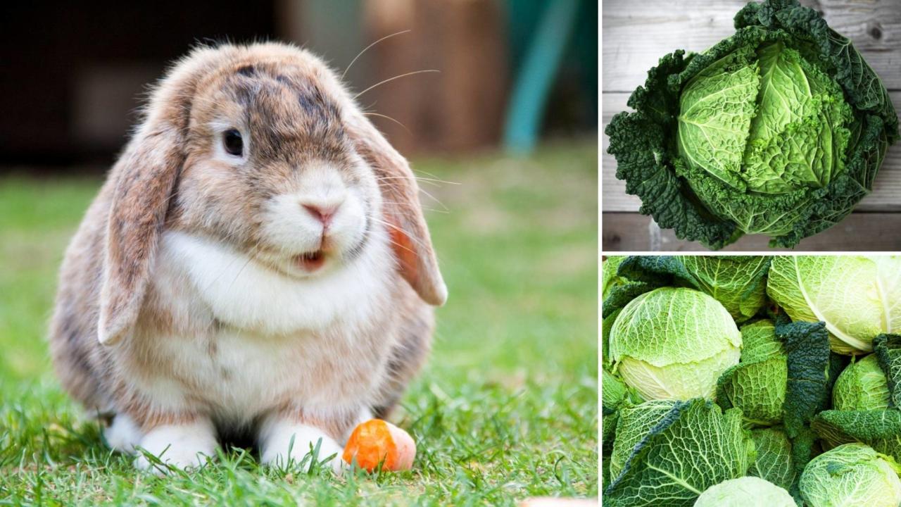 Can Rabbits Eat Cabbage? terbaru