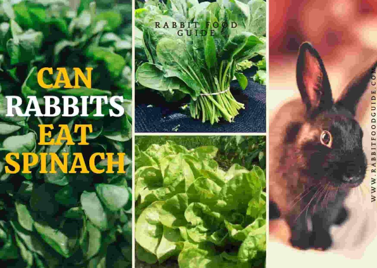 spinach rabbits bunnies