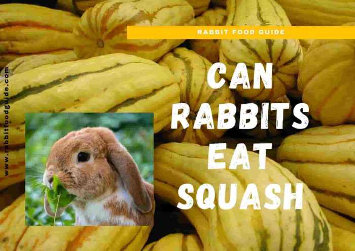 Can Rabbits Eat Squash? terbaru