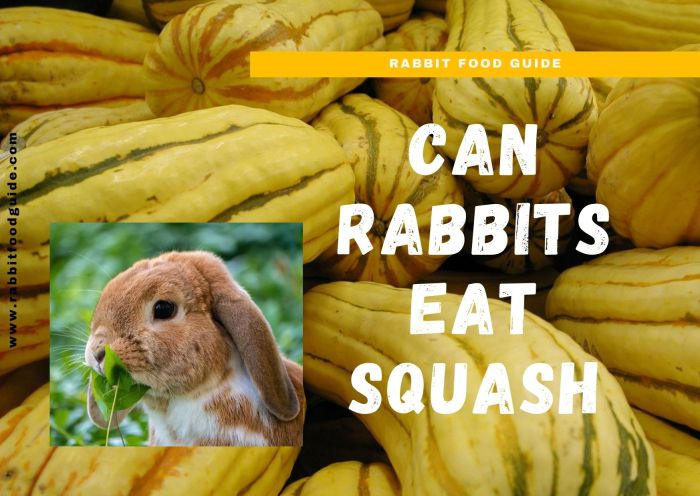 Can Rabbits Have Squash? terbaru