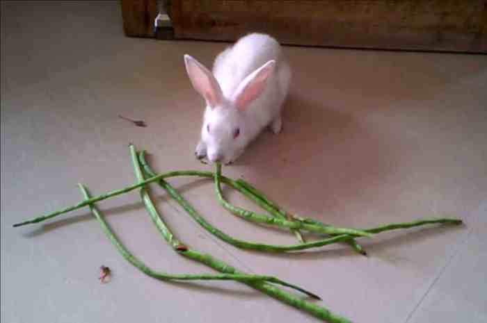 Can Rabbits Eat String Beans? terbaru