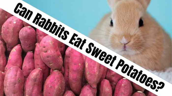 Can Rabbits Have Sweet Potatoes?