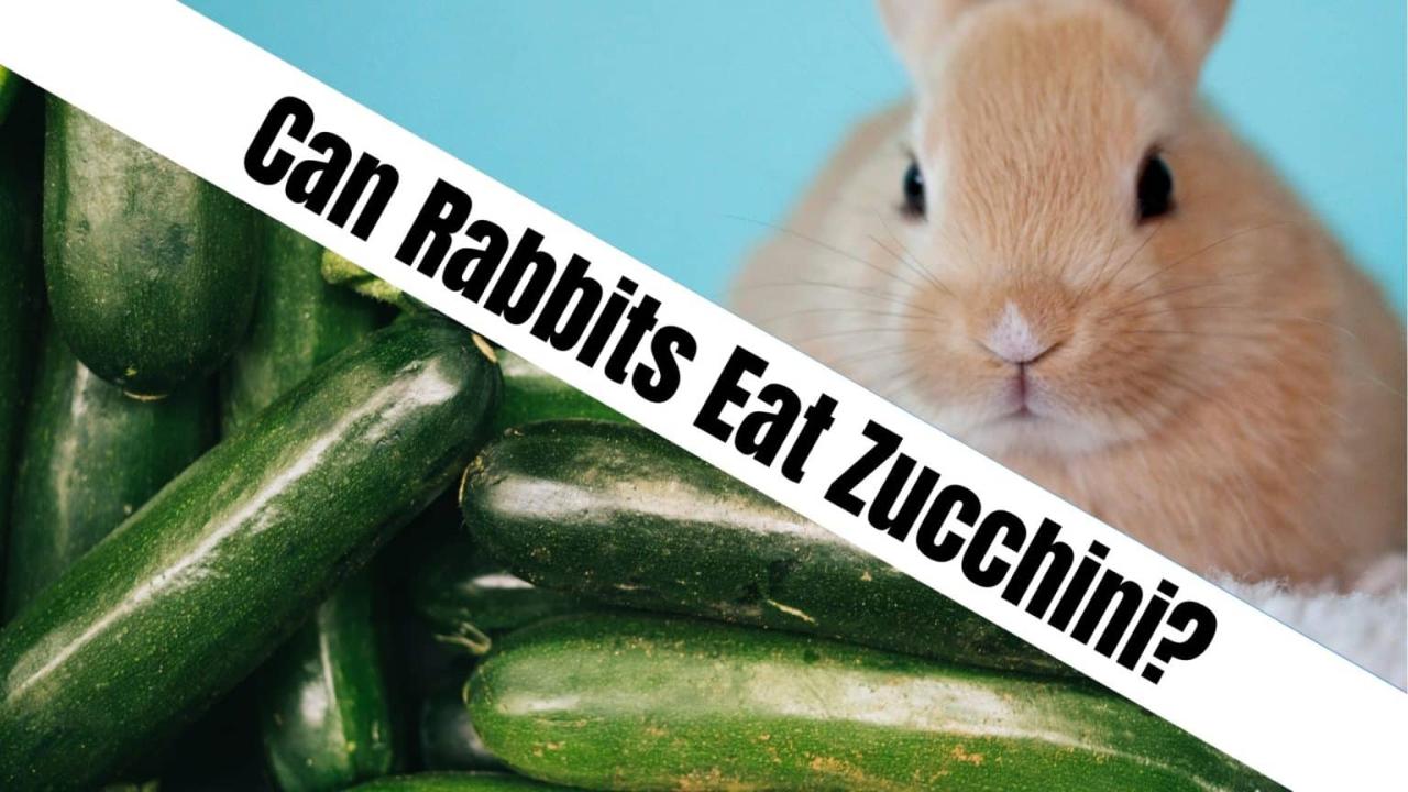 Can Rabbits Eat Zucchini? terbaru