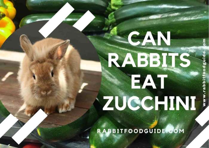 Can Rabbits Have Zucchini?