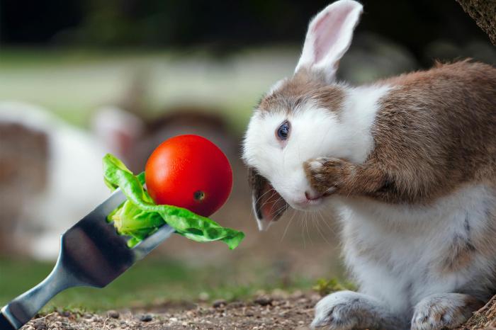 tomatoes eat rabbits rabbit