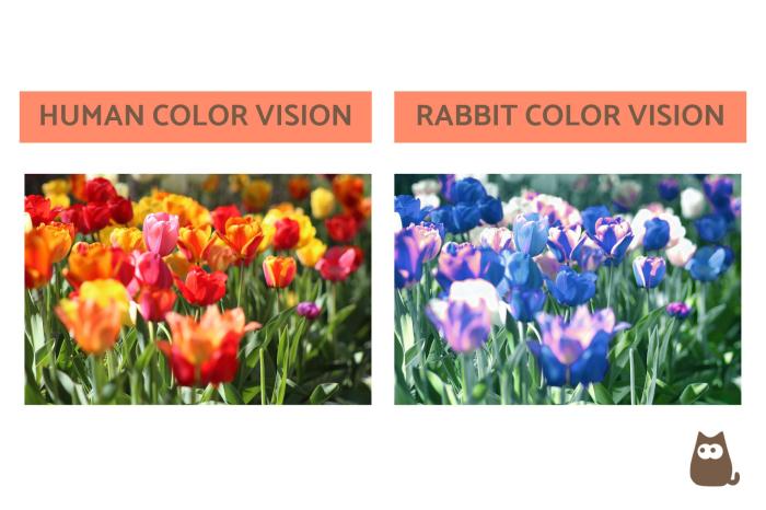 Can Rabbits See Colour? terbaru