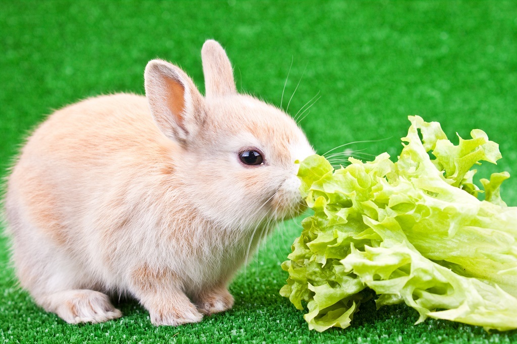 Can Rabbits Eat Lettuce?