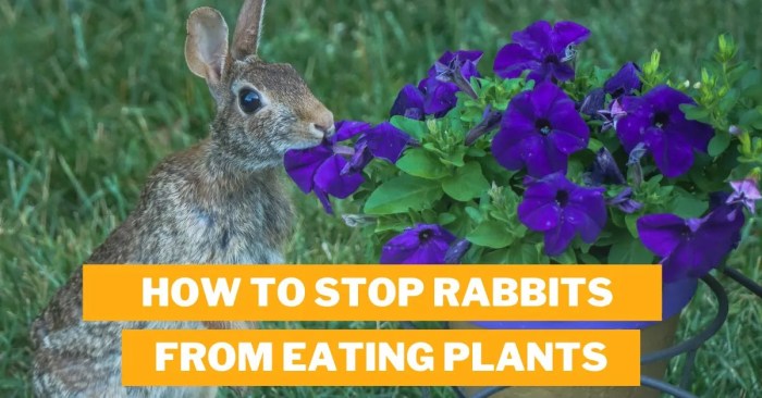 rabbits eating stop plants garden published march they