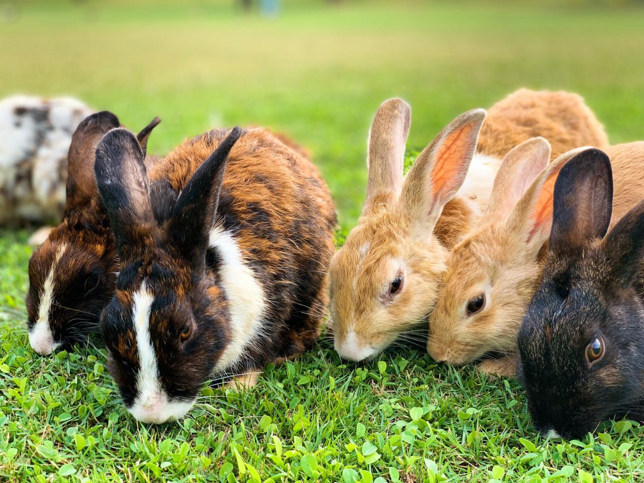 rabbits chickens together raising animals