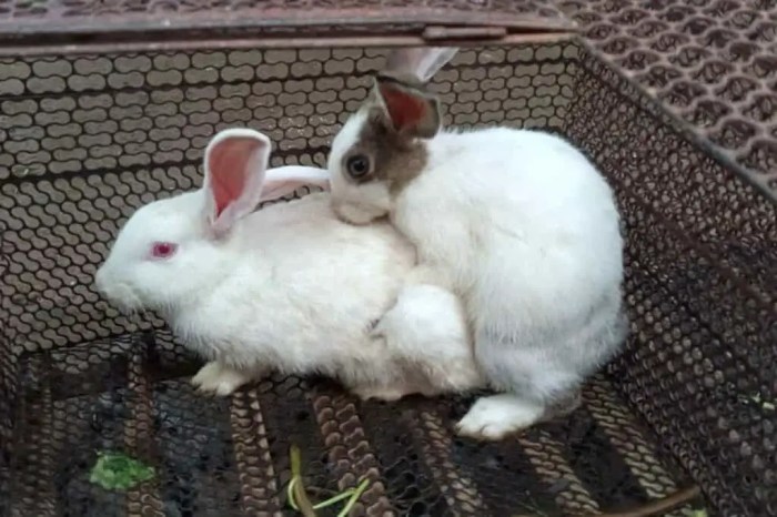 Do Rabbits Mate For Life?