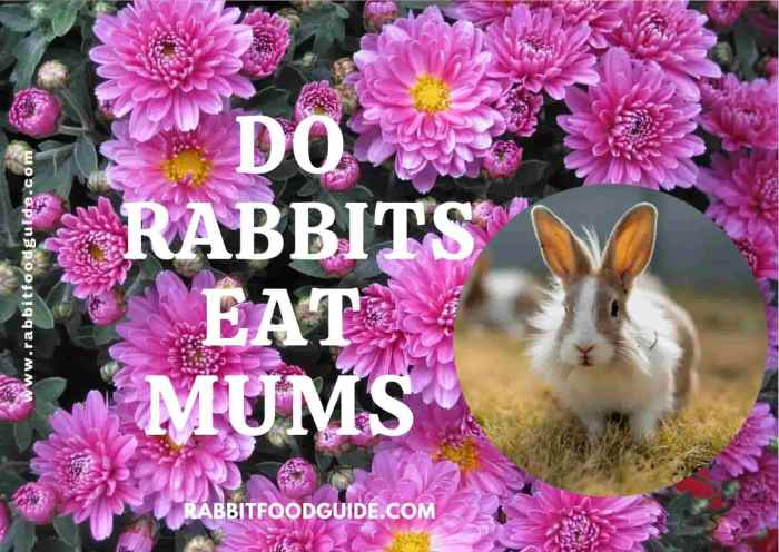 Do Rabbits Eat Mums? terbaru