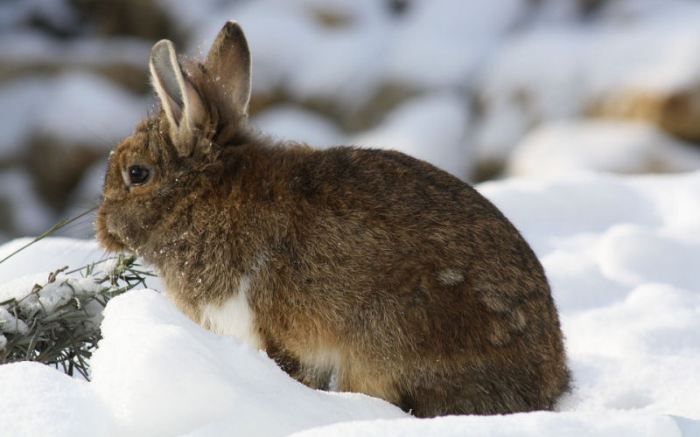 rabbits hibernate prepare preventive vet provide