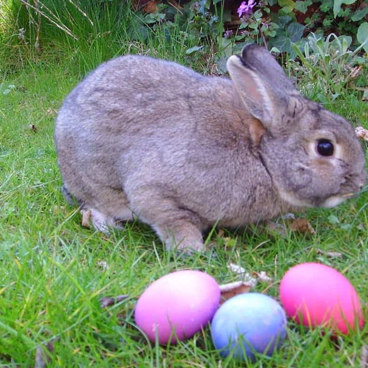 Do Rabbits Lay Eggs? A Detailed Examination of Rabbit Reproduction ...