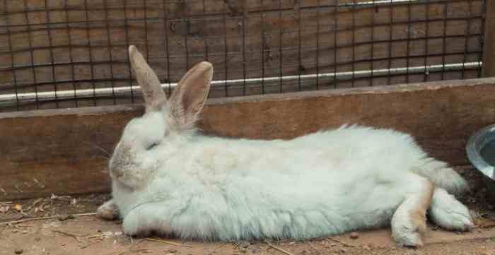 Do Rabbits Sleep?